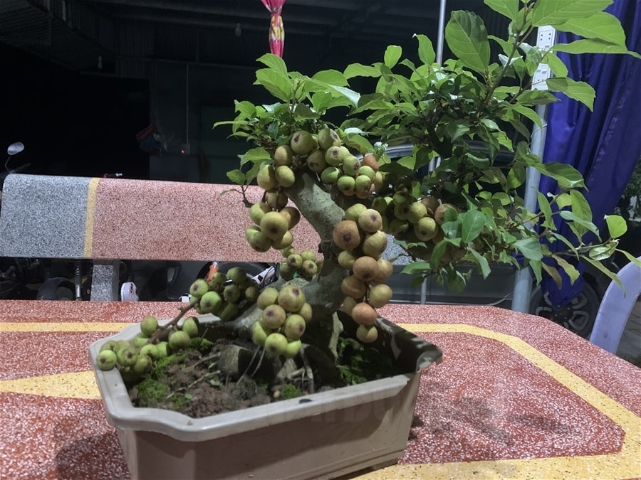 Chậu cảnh trồng sung phong thủy thu hút tài lộc, sung túc cho gia chủ Chậu cảnh trồng sung phong thủy thu hút tài lộc, sung túc cho gia chủ