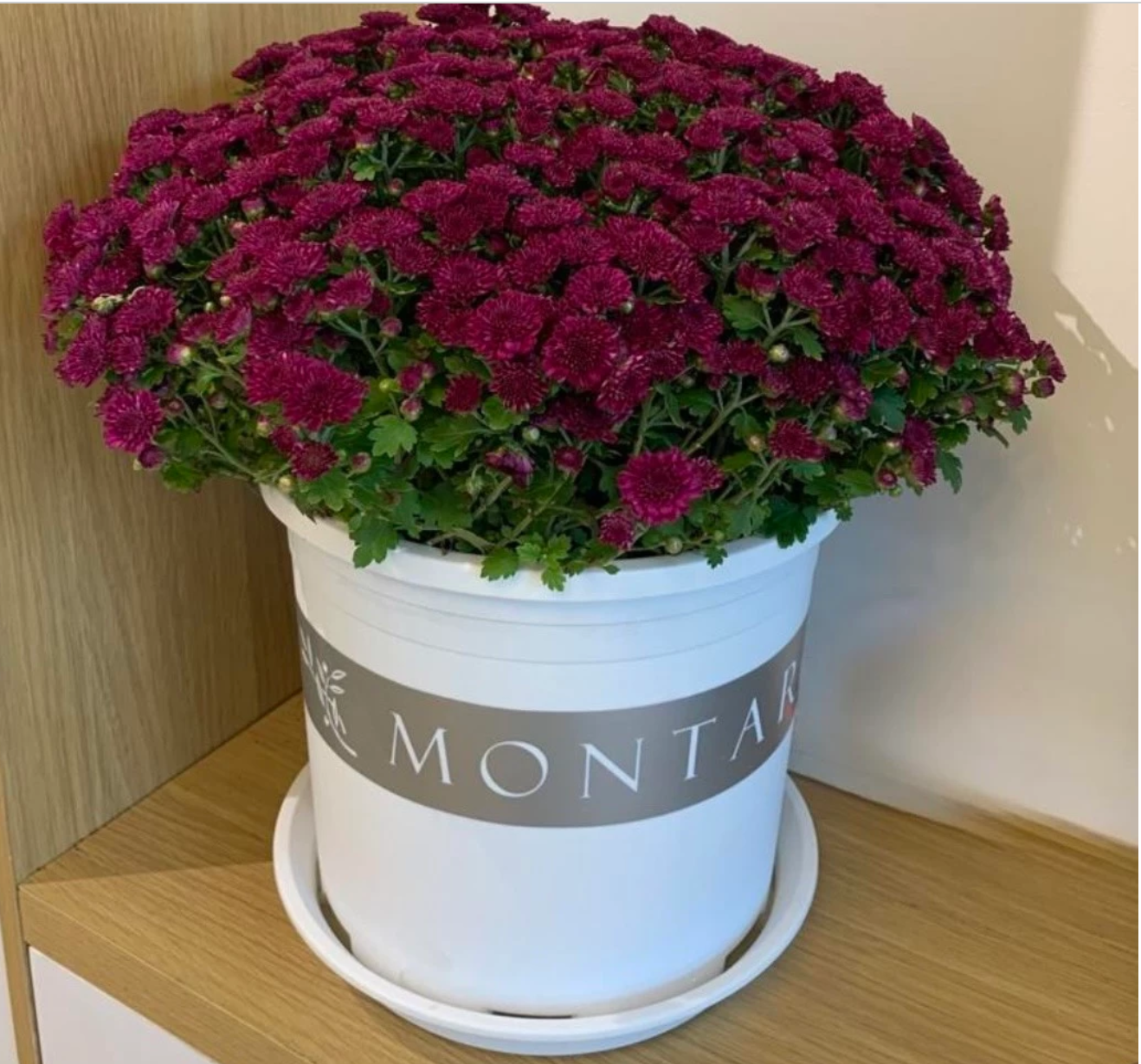 Mẫu chậu cảnh nhựa màu trắng thanh lịch trồng hoa cúc ngày xuân Mẫu chậu cảnh nhựa màu trắng thanh lịch trồng hoa cúc ngày xuân