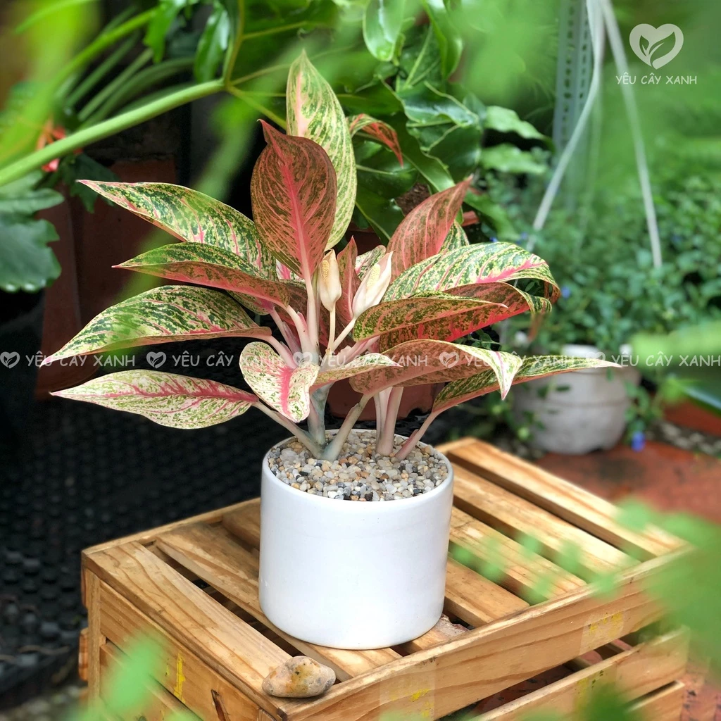 Chậu cây cảnh Cung điện vàng mang đến tài lộc thịnh vượng Chậu cây cảnh Cung điện vàng mang đến tài lộc thịnh vượng