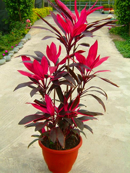 Chậu cây cảnh huyết dụ Chậu cây cảnh huyết dụ