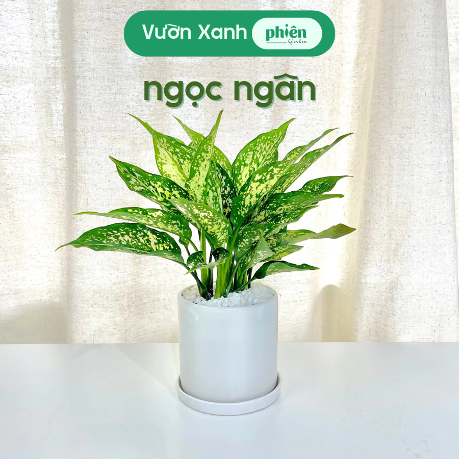 Cây Ngọc ngân trồng trong chậu cây cảnh đẹp Cây Ngọc ngân trồng trong chậu cây cảnh đẹp