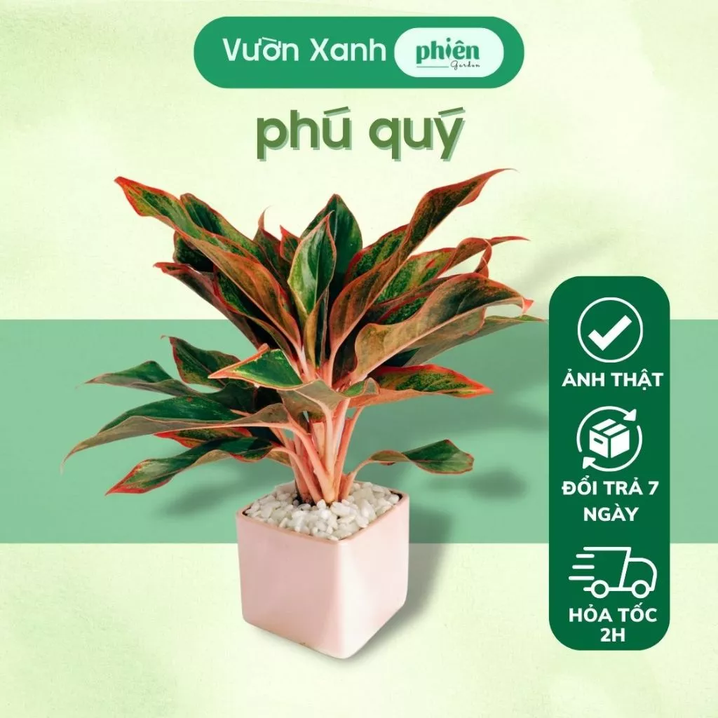 Chậu cây cảnh Phú Quí cũng là cây được nhiều người yêu thích vì lành tính và mang lại may mắn Chậu cây cảnh Phú Quí cũng là cây được nhiều người yêu thích vì lành tính và mang lại may mắn