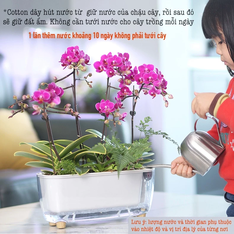 chậu cây để bàn là người bạn xanh mát, lọc không khí chậu cây để bàn là người bạn xanh mát, lọc không khí