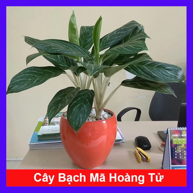 chậu cảnh đẹp Bạch mã hoàng tử cho nhà thêm xanh mát chậu cảnh đẹp Bạch mã hoàng tử cho nhà thêm xanh mát