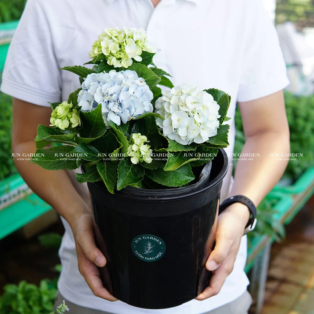 Chậu cây cảnh đẹp cẩm tú cầu cho lối vào thêm lãng mạn Chậu cây cảnh đẹp cẩm tú cầu cho lối vào thêm lãng mạn