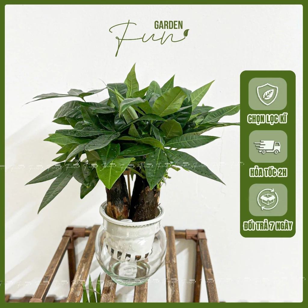 Chậu cây cảnh đẹp trồng cây kim ngân giúp thu hút tài lộc, được nhiều người yêu thích Chậu cây cảnh đẹp trồng cây kim ngân giúp thu hút tài lộc, được nhiều người yêu thích