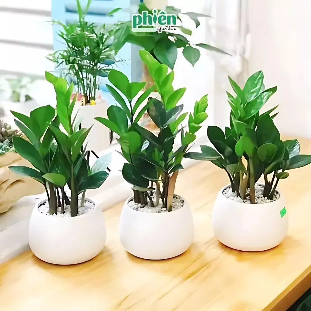 Chậu cây cảnh đẹp cây kim tiền vẫn là loại cây được yêu thích để mang vượng khí vào nhà Chậu cây cảnh đẹp cây kim tiền vẫn là loại cây được yêu thích để mang vượng khí vào nhà