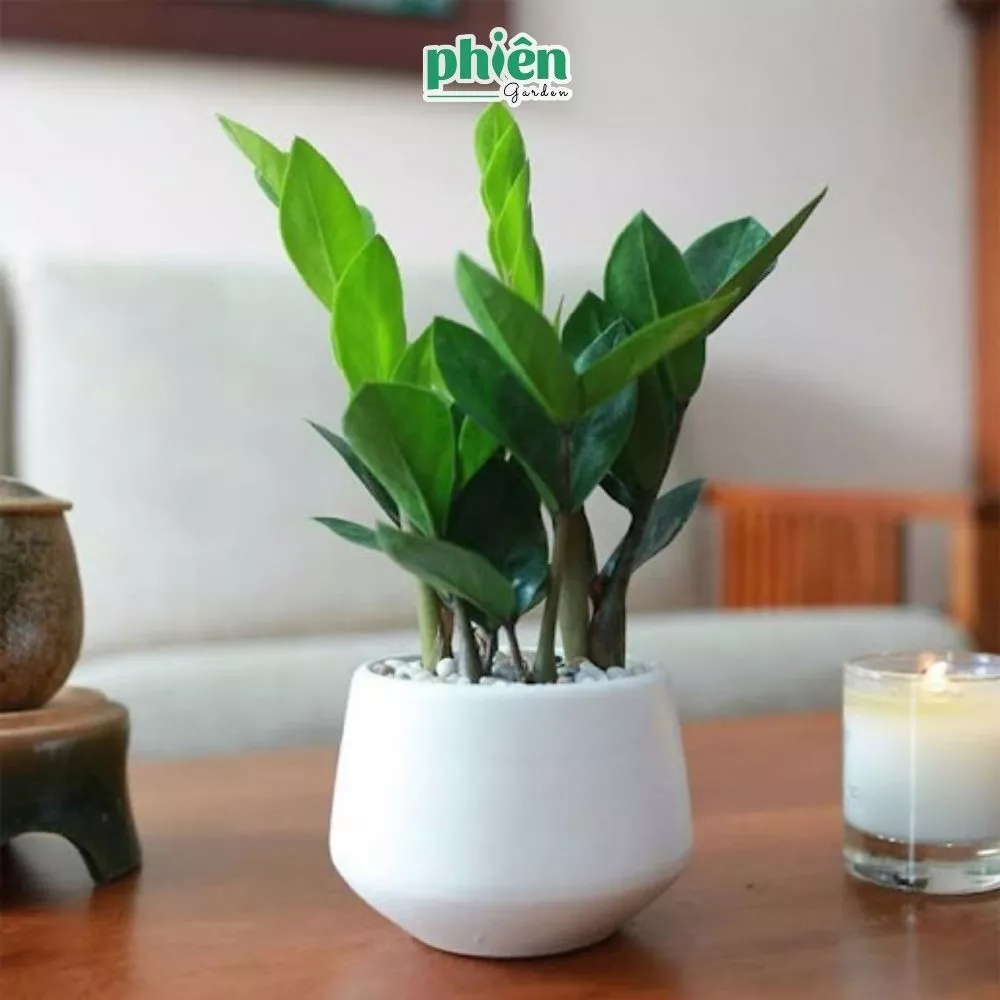 Chậu cây cảnh đẹp phát tài mang nhiều hàm ý may mắn cho gia đình trong năm mới Chậu cây cảnh đẹp phát tài mang nhiều hàm ý may mắn cho gia đình trong năm mới