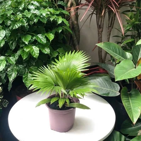 Chậu cây cảnh trồng cây cọ phong thủy Chậu cây cảnh trồng cây cọ phong thủy