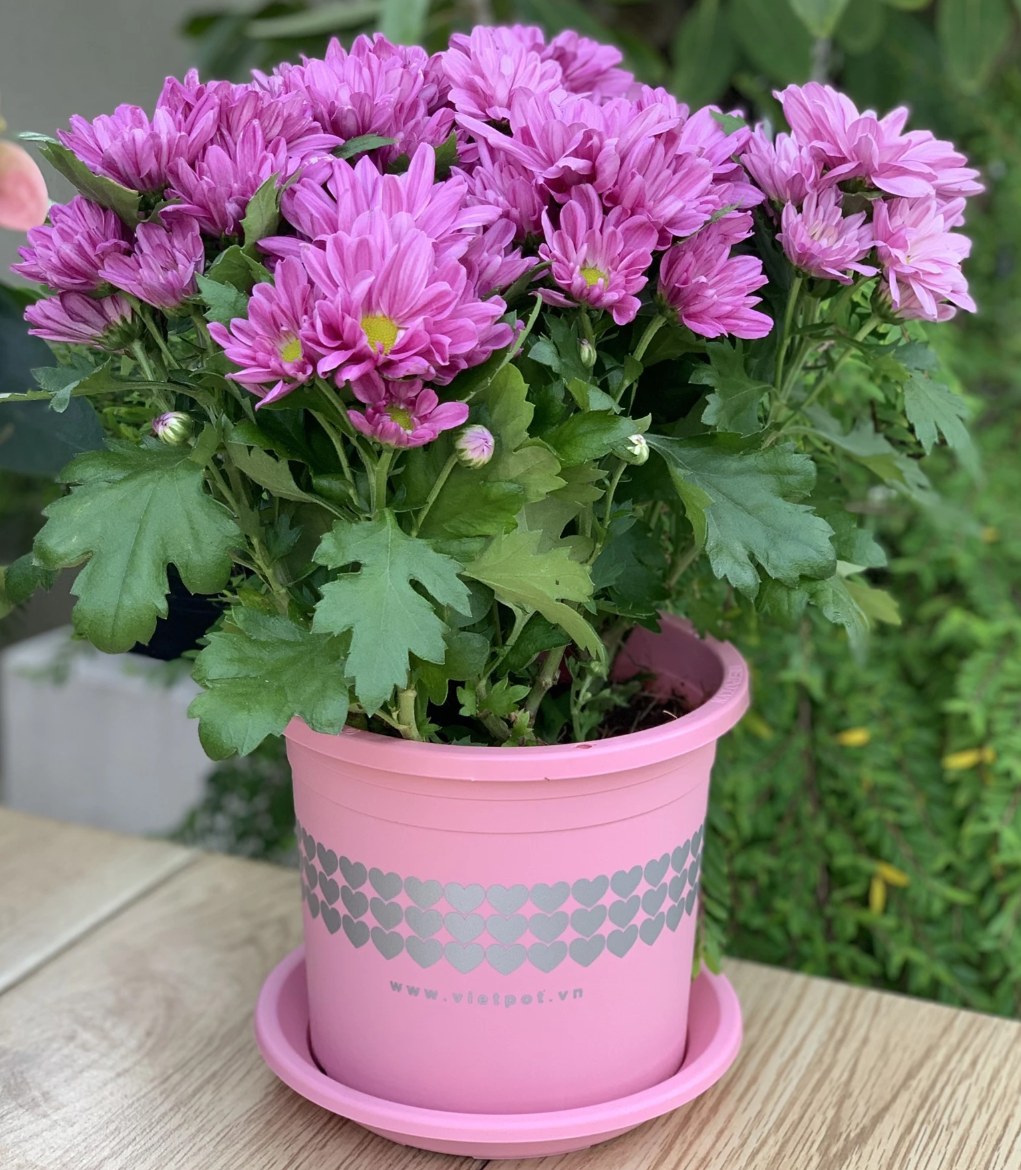 Mang đầy màu sắc nổi bật, chậu cây cảnh đẹp này như mang cả mùa Xuân vào trong không gian nhà bạn. Mang đầy màu sắc nổi bật, chậu cây cảnh đẹp này như mang cả mùa Xuân vào trong không gian nhà bạn.