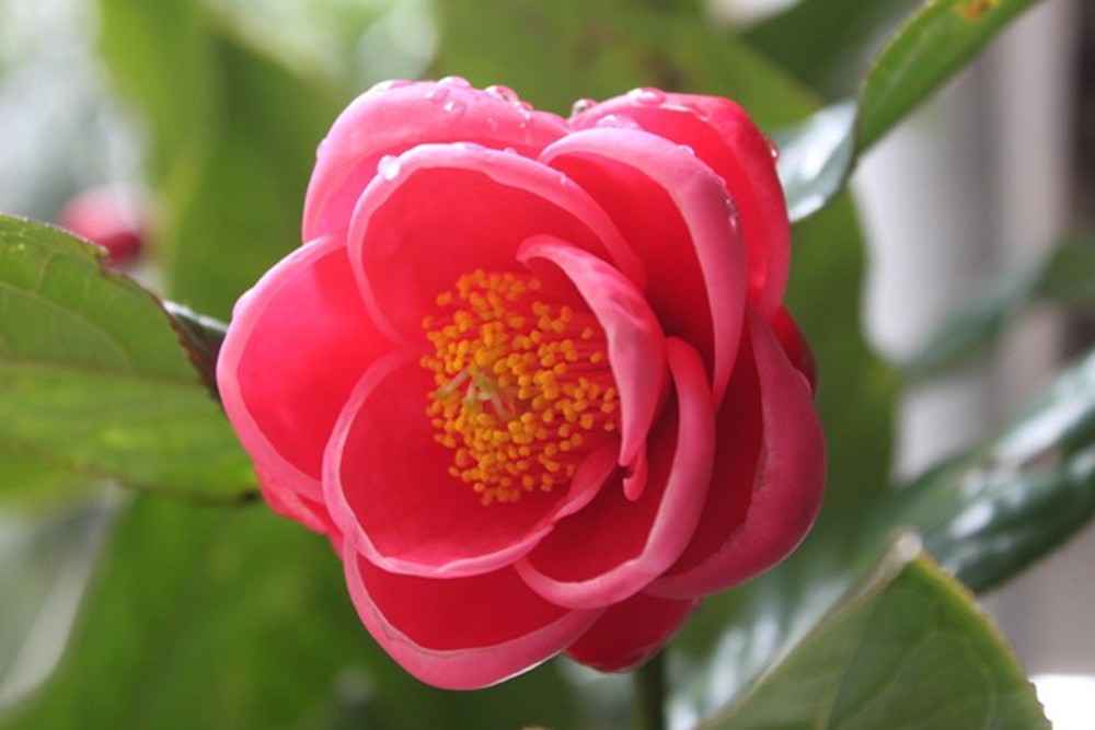 Chậu cảnh đẹp hải đường thể hiện cho sự giàu sang và phú quý Chậu cảnh đẹp hải đường thể hiện cho sự giàu sang và phú quý