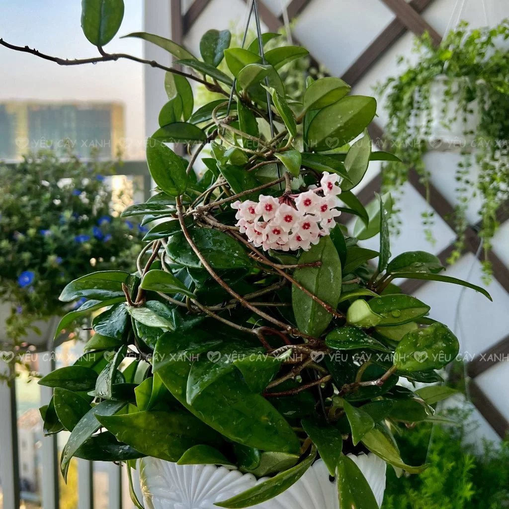 Chậu cây cảnh đẹp lan cẩm cù với Mùi hương nhẹ nhàng, thanh thoát Chậu cây cảnh đẹp lan cẩm cù với Mùi hương nhẹ nhàng, thanh thoát