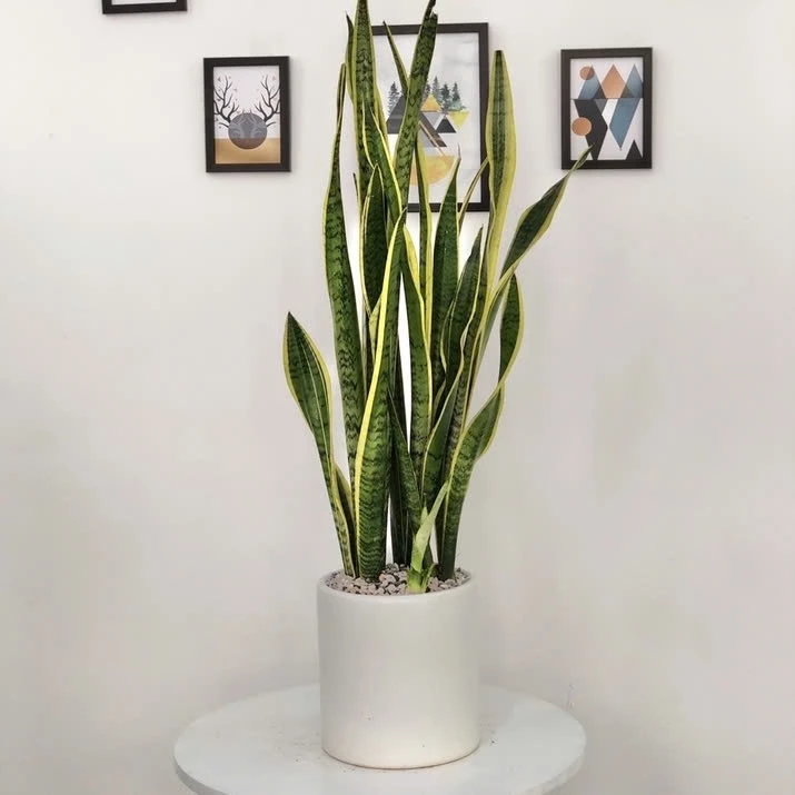 Tô điểm góc làm việc, phòng khách thêm sinh động với chậu cây cảnh lưỡi hổ, biểu tượng của sự may mắn và tài lộc. Tô điểm góc làm việc, phòng khách thêm sinh động với chậu cây cảnh lưỡi hổ, biểu tượng của sự may mắn và tài lộc.