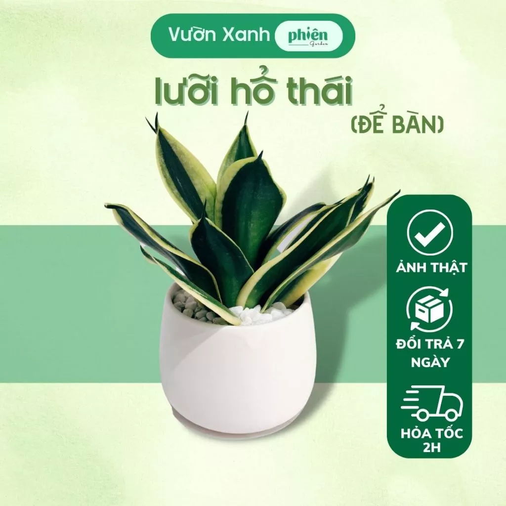Dễ dàng chăm sóc, chậu cây cảnh lưỡi hổ là lựa chọn hoàn hảo cho những ai yêu thích cây xanh nhưng không có nhiều thời gian. Dễ dàng chăm sóc, chậu cây cảnh lưỡi hổ là lựa chọn hoàn hảo cho những ai yêu thích cây xanh nhưng không có nhiều thời gian.