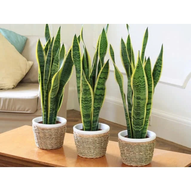 Bố trí chậu cây cảnh đẹp cây lưỡi hổ sẽ mang may mắn đến cho gia đình Bố trí chậu cây cảnh đẹp cây lưỡi hổ sẽ mang may mắn đến cho gia đình