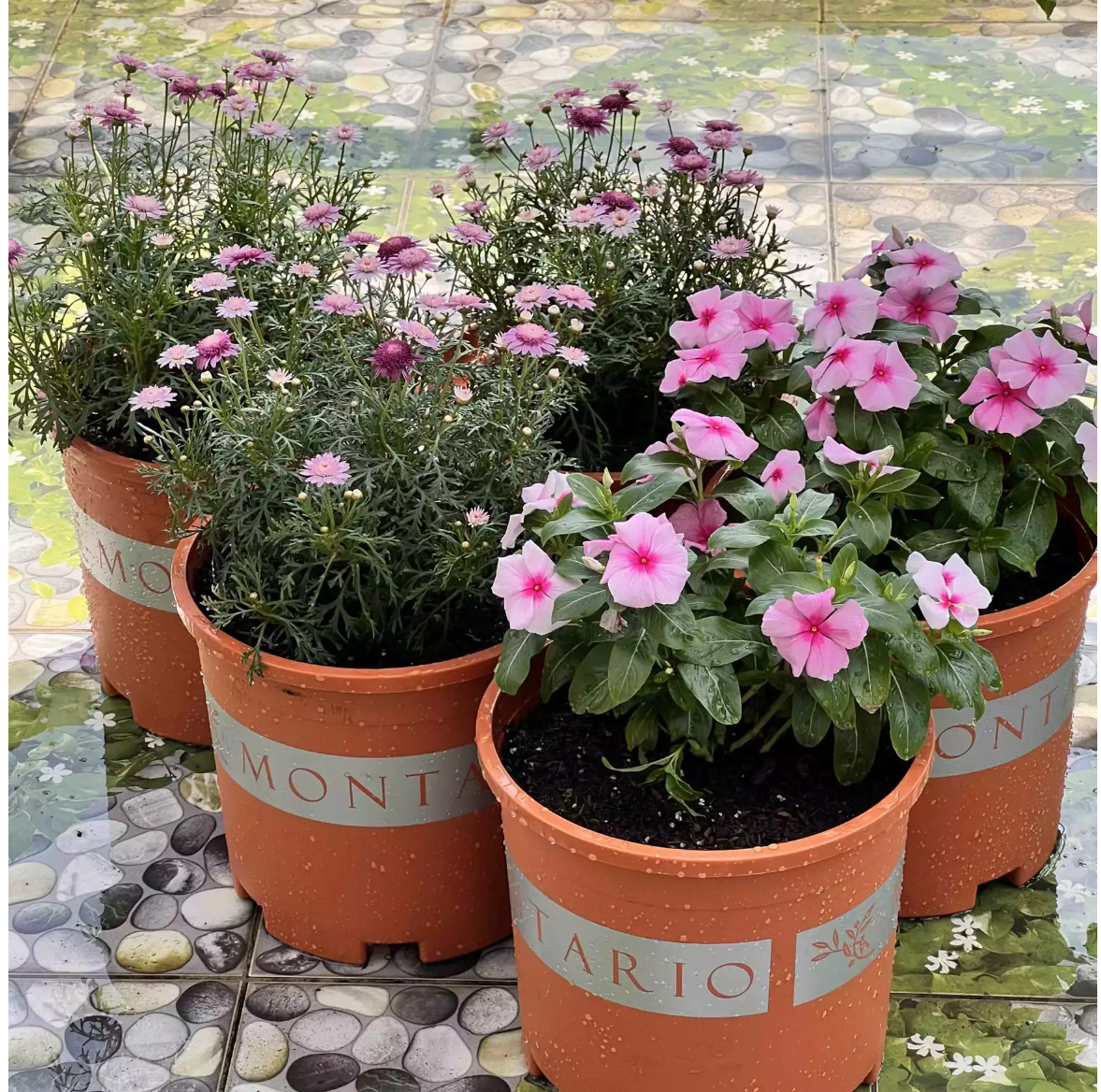 Đặt chậu cây cảnh đẹp nơi bật thềm đơn điệu Đặt chậu cây cảnh đẹp nơi bật thềm đơn điệu