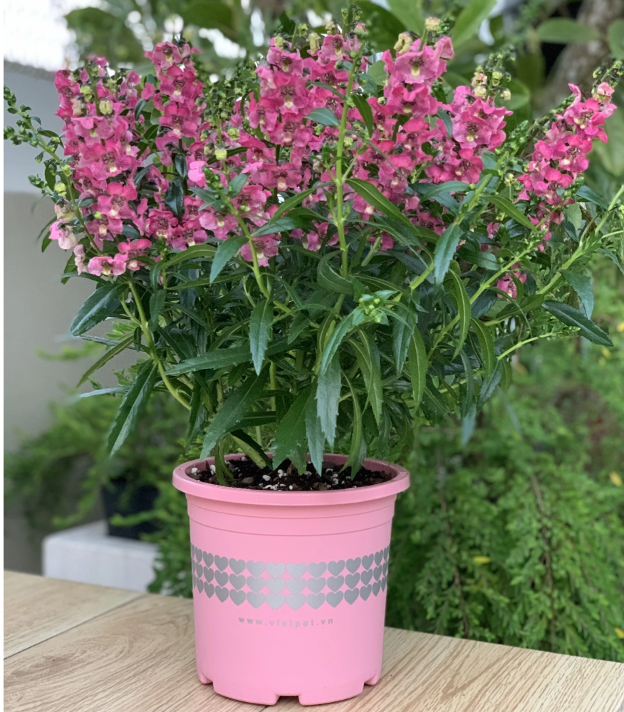 Để xuân này vui hơn nhờ các chậu cây cảnh đẹp Để xuân này vui hơn nhờ các chậu cây cảnh đẹp