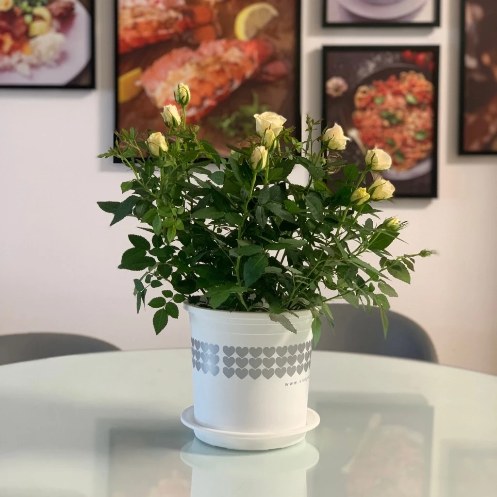 Chậu cây cảnh đẹp sẽ làm sạch không khí nhà bếp Chậu cây cảnh đẹp sẽ làm sạch không khí nhà bếp