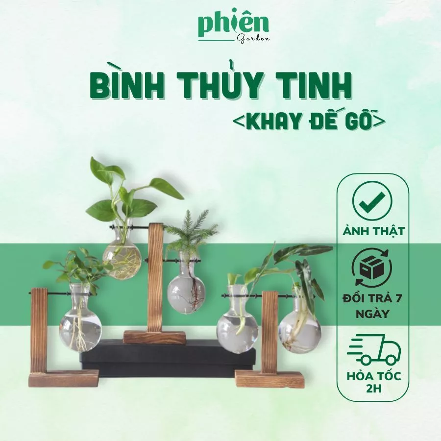 Chậu cây cảnh đẹp sống đời là một lời cầu chúc một năm mới dồi dào sức khỏe cho cả gia đình Chậu cây cảnh đẹp sống đời là một lời cầu chúc một năm mới dồi dào sức khỏe cho cả gia đình