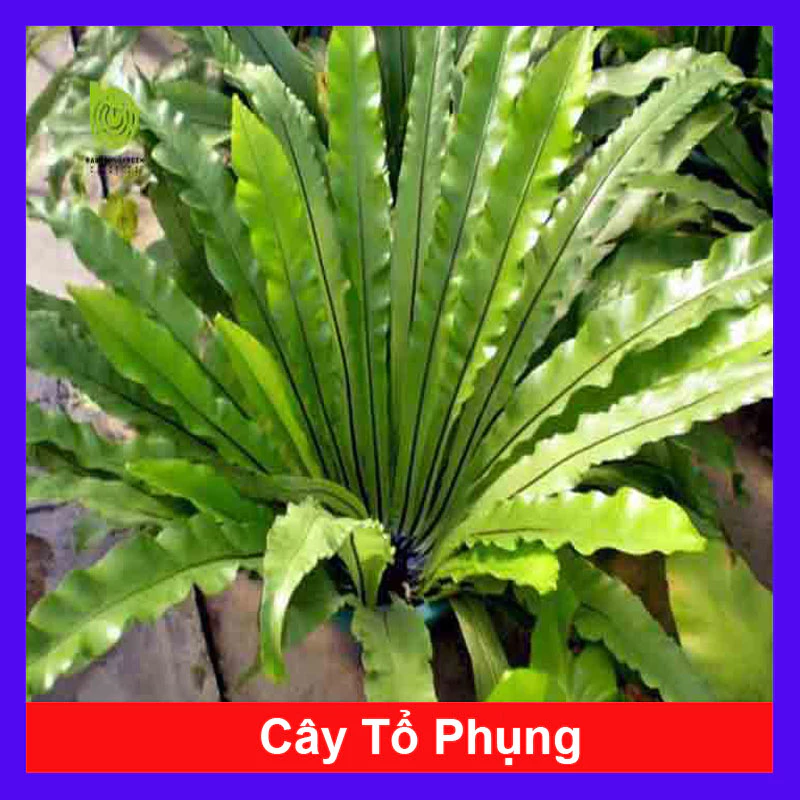 Một chút màu sắc cho nhà bạn với chậu cảnh cây Tổ Phụng phong thủy Một chút màu sắc cho nhà bạn với chậu cảnh cây Tổ Phụng phong thủy