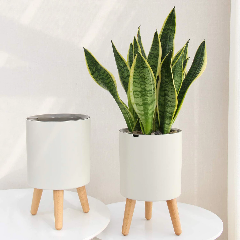 Chậu cây cảnh đẹp cây lưỡi hổ mang lại nhiều may mắn và tài lộc, kết hợp với chậu thông minh tự tưới Chậu cây cảnh đẹp cây lưỡi hổ mang lại nhiều may mắn và tài lộc, kết hợp với chậu thông minh tự tưới