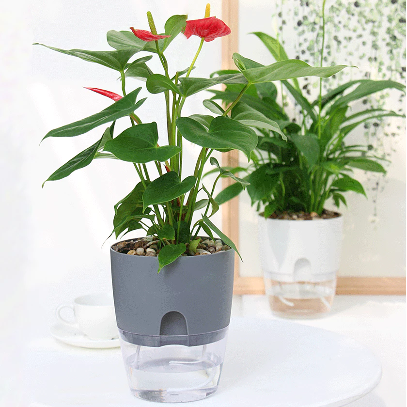 Mẫu chậu cây cảnh độc đáo này có chức năng tự tưới, bạn có thể nuôi cá cảnh ở phần dưới của chậu Mẫu chậu cây cảnh độc đáo này có chức năng tự tưới, bạn có thể nuôi cá cảnh ở phần dưới của chậu