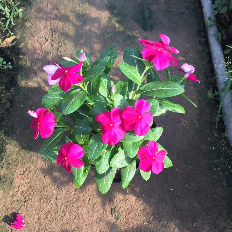 Trang trí lối đi hay sân vườn với cây dừa cạn đứng để tạo nên những thảm hoa rực rỡ. Trang trí lối đi hay sân vườn với cây dừa cạn đứng để tạo nên những thảm hoa rực rỡ.