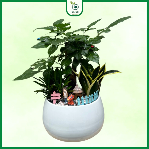 Chậu cây cảnh đẹp trồng cây hạnh phúc mix với lưỡi hổ, tùng vạn niên mang tài lộc và may mắn Chậu cây cảnh đẹp trồng cây hạnh phúc mix với lưỡi hổ, tùng vạn niên mang tài lộc và may mắn