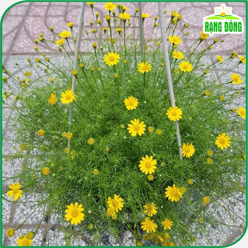 Hoa cúc sao băng - điểm nhấn nhẹ nhàng cho khu vườn thêm duyên dáng. Hoa cúc sao băng - điểm nhấn nhẹ nhàng cho khu vườn thêm duyên dáng.