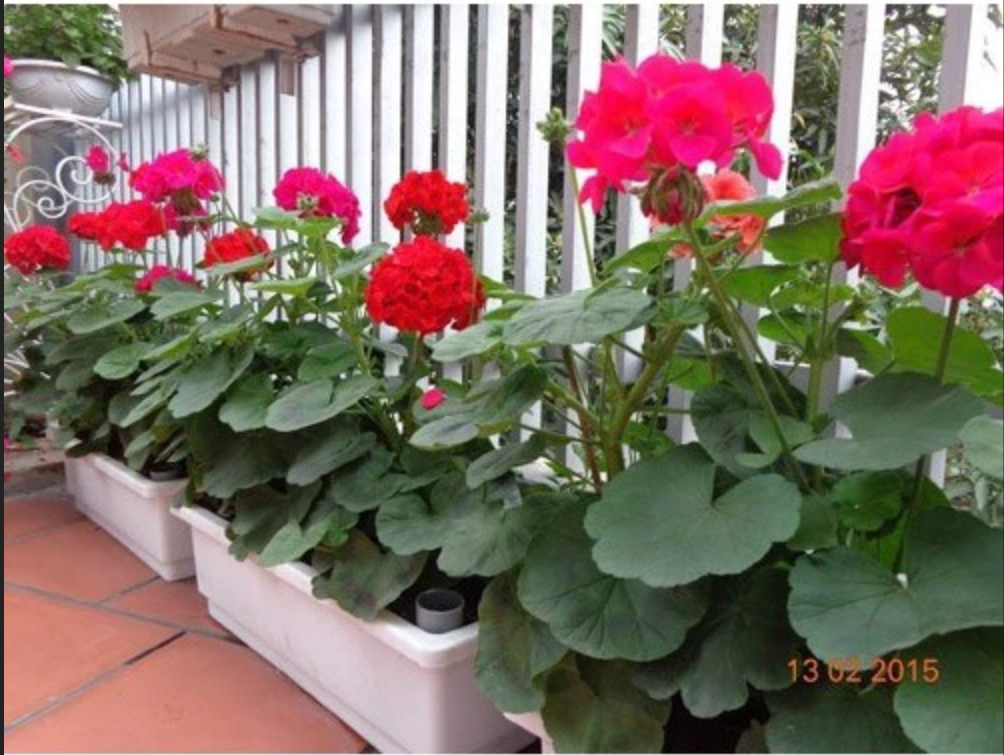 Một góc ban công bừng sáng với chậu hoa phong lữ thảo rực rỡ. Một góc ban công bừng sáng với chậu hoa phong lữ thảo rực rỡ.