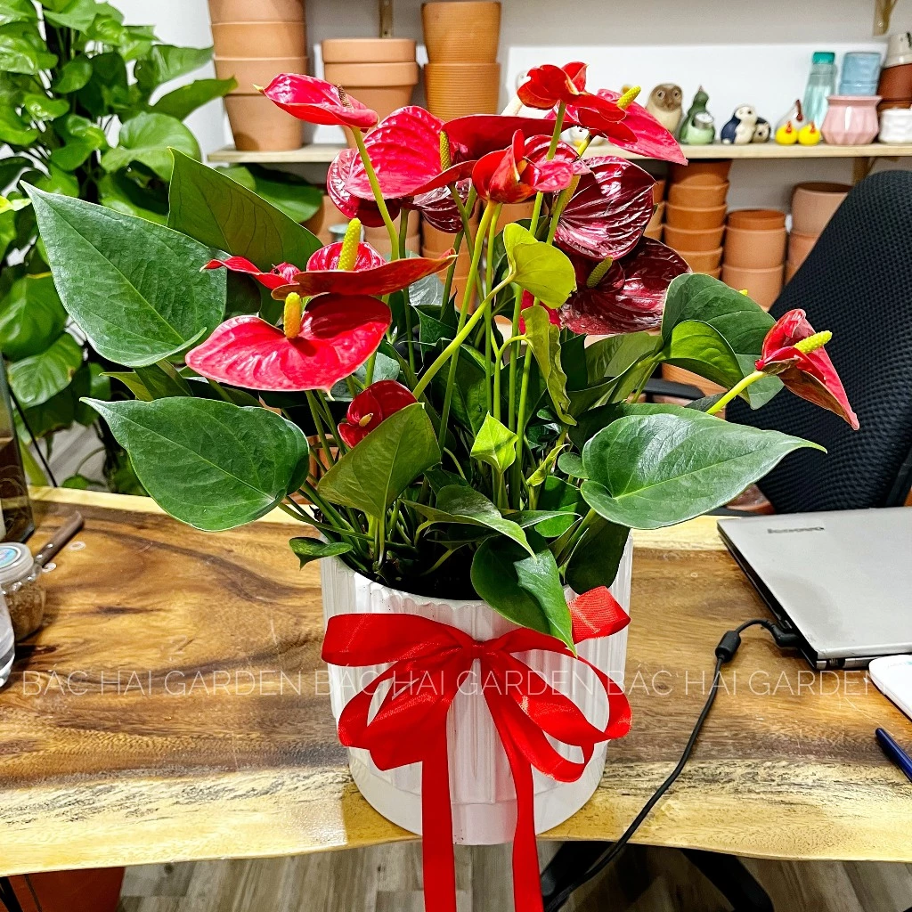 Một chậu cây cảnh hồng môn sẽ làm mát và tô điểm cho không gian phòng khách Một chậu cây cảnh hồng môn sẽ làm mát và tô điểm cho không gian phòng khách