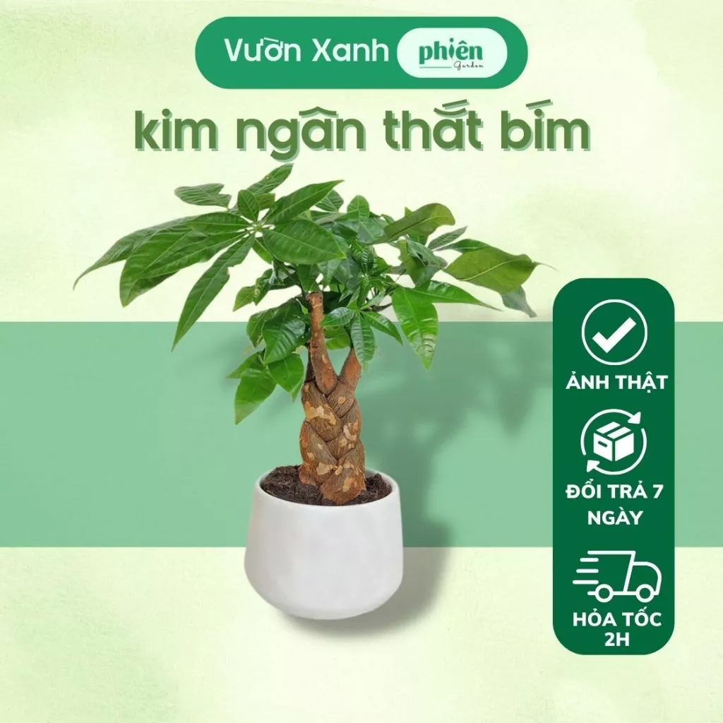 Thay vì xương rồng, bạn hãy đặt chậu cây cảnh đẹp Kim ngân phong thủy, mang lại tài lộc Thay vì xương rồng, bạn hãy đặt chậu cây cảnh đẹp Kim ngân phong thủy, mang lại tài lộc