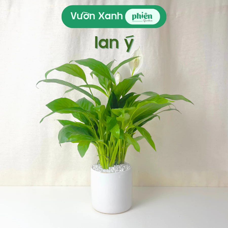 Chậu cây cảnh huệ hòa bình hay còn gọi là Lan Ý Chậu cây cảnh huệ hòa bình hay còn gọi là Lan Ý