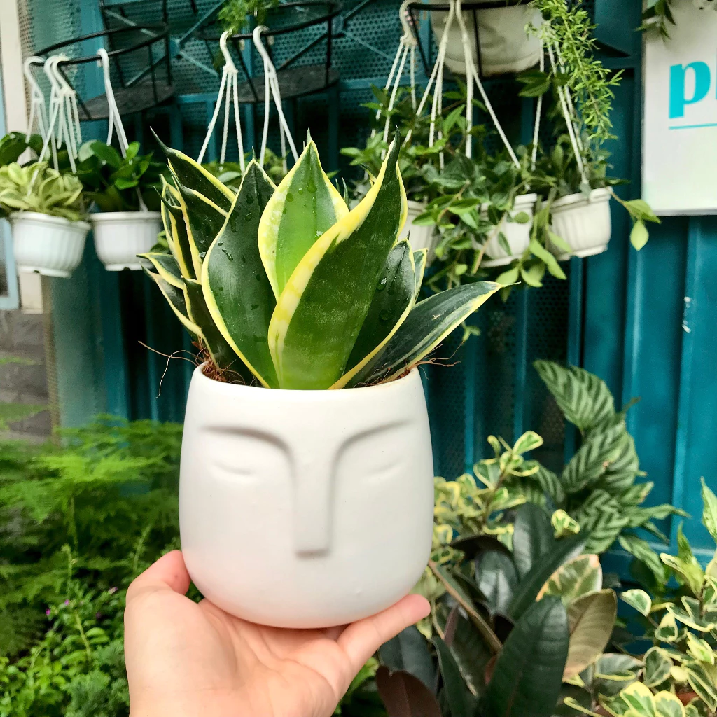 Chậu cây cảnh lưỡi hổ Thái, vẻ đẹp của sự mạnh mẽ Chậu cây cảnh lưỡi hổ Thái, vẻ đẹp của sự mạnh mẽ