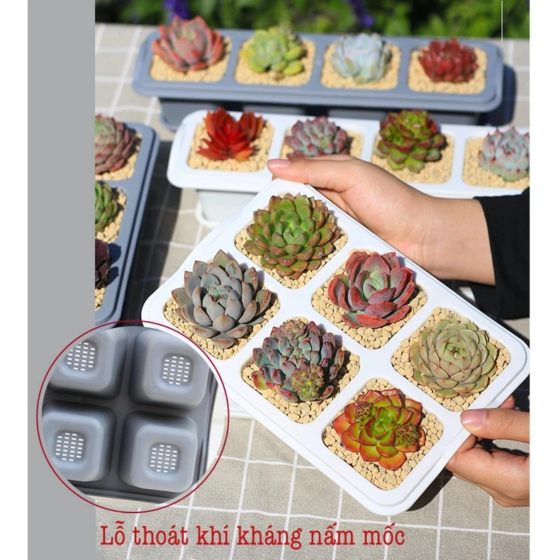 khay trồng sen đá cũng là 1 mẫu chậu đẹp cho bàn làm việc khay trồng sen đá cũng là 1 mẫu chậu đẹp cho bàn làm việc