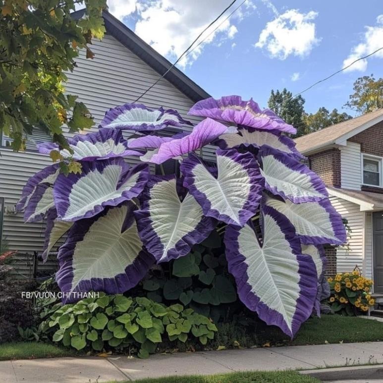 BÍ MẬT chọn chậu cây cảnh ngoài trời: Colocasia có làm sân vườn bạn ĐẮT GIÁ hơn? BÍ MẬT chọn chậu cây cảnh ngoài trời: Colocasia có làm sân vườn bạn ĐẮT GIÁ hơn?