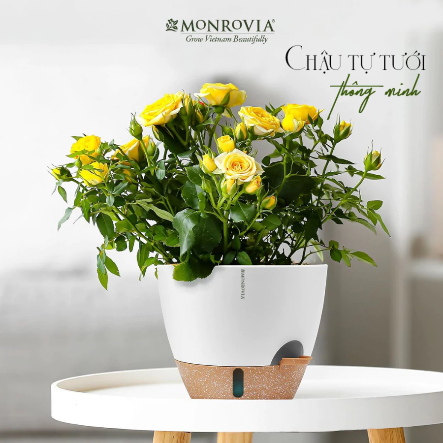 Ngắm là mê, sắm liền tay! Rinh ngay chậu nhựa trồng cây cảnh để "nâng cấp" khu vườn mini của bạn! Ngắm là mê, sắm liền tay! Rinh ngay chậu nhựa trồng cây cảnh để "nâng cấp" khu vườn mini của bạn!