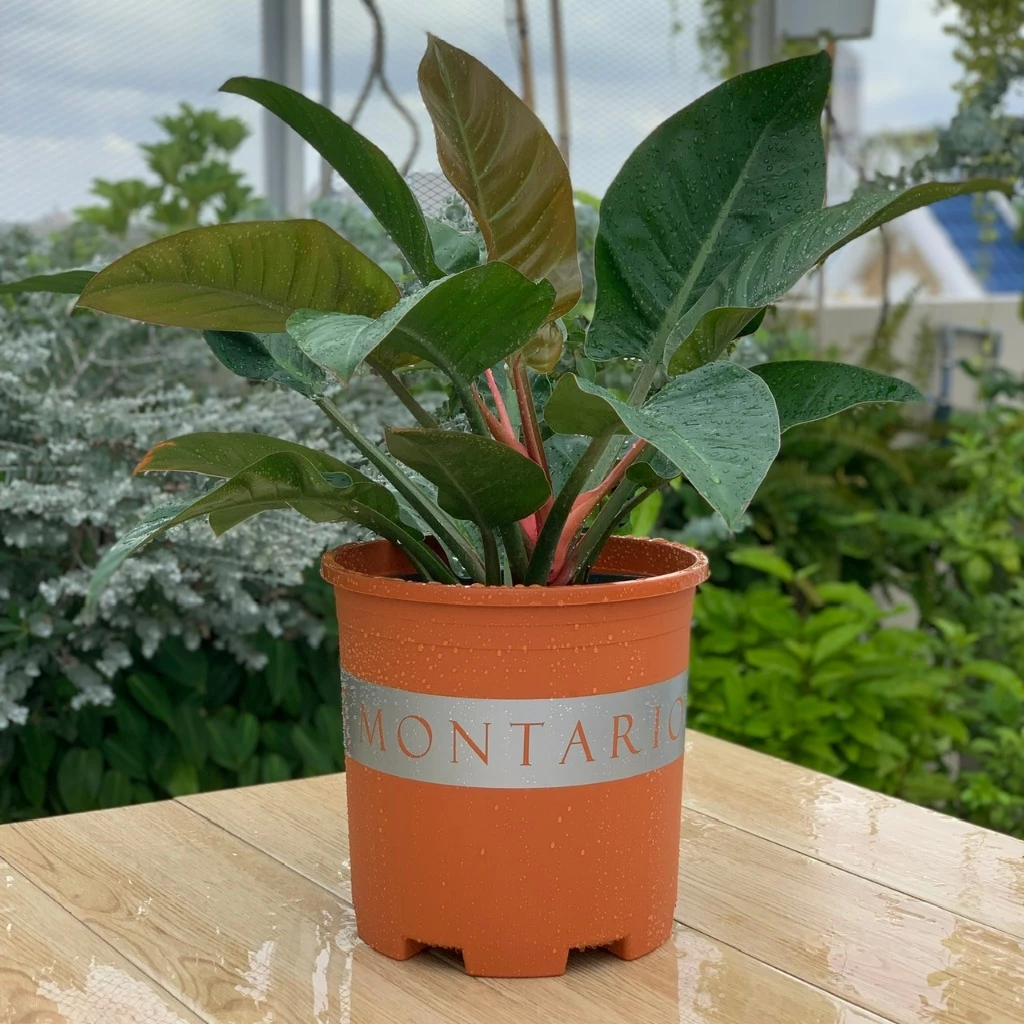 Chậu cây cảnh nhựa VIETPOT, thiết kế đẹp mắt và bền bỉ, là lựa chọn hoàn hảo để trang trí không gian sống thêm tươi mới. Chậu cây cảnh nhựa VIETPOT, thiết kế đẹp mắt và bền bỉ, là lựa chọn hoàn hảo để trang trí không gian sống thêm tươi mới.