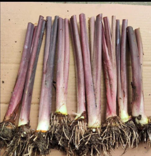 Biến Hóa Sân Vườn Với Môn Kiểng - Chậu Cây Cảnh Ngoài Trời Đẹp Biến Hóa Sân Vườn Với Môn Kiểng - Chậu Cây Cảnh Ngoài Trời Đẹp