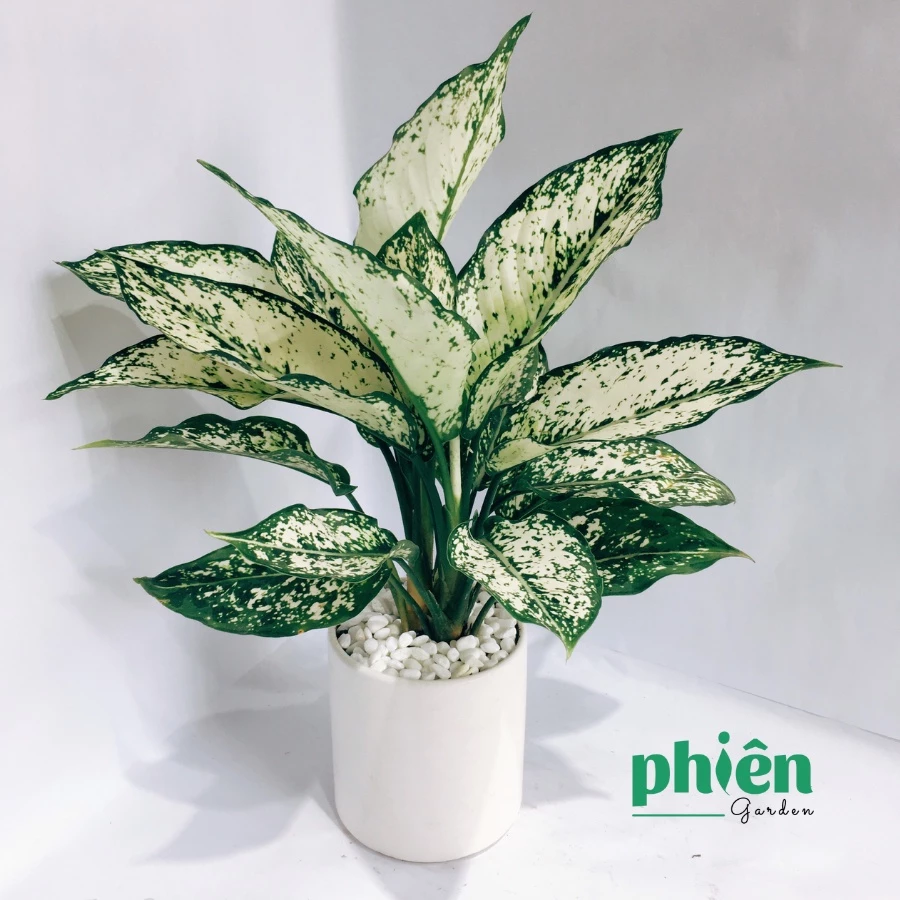 Sự hài hòa giữa mệnh và chậu cảnh sẽ giúp kích hoạt dòng chảy tài lộc trong nhà. Sự hài hòa giữa mệnh và chậu cảnh sẽ giúp kích hoạt dòng chảy tài lộc trong nhà.