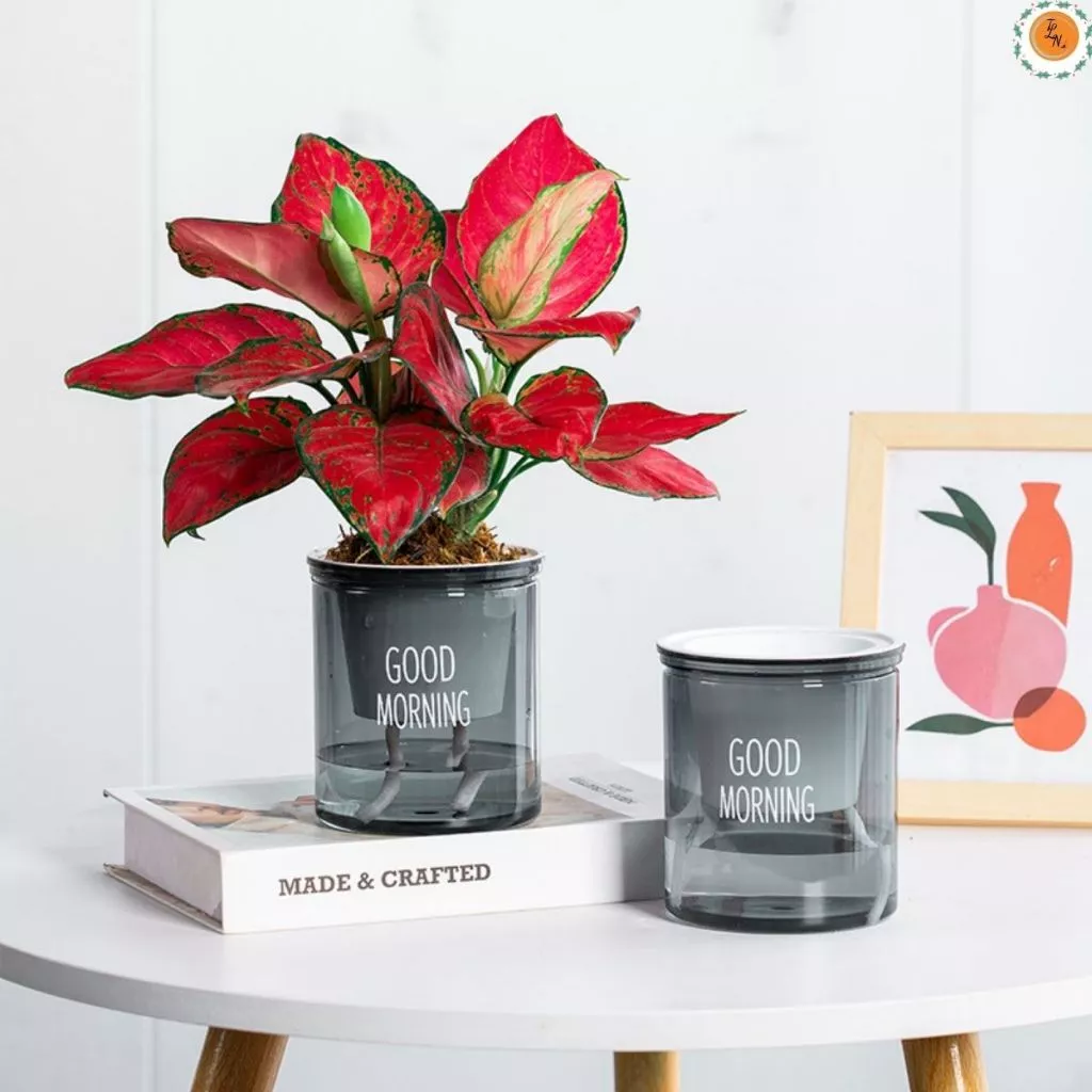 mẫu chậu cây cảnh trồng thủy sinh giúp bàn làm việc thêm sinh động, thu hút sự may mắn với cây phong thủy mẫu chậu cây cảnh trồng thủy sinh giúp bàn làm việc thêm sinh động, thu hút sự may mắn với cây phong thủy