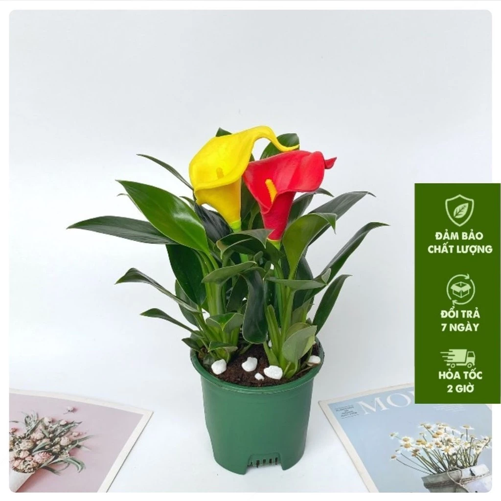 Chậu cây cảnh trầu bà đế vương cũng là loại cây phong thủy nhiều người biết đến Chậu cây cảnh trầu bà đế vương cũng là loại cây phong thủy nhiều người biết đến