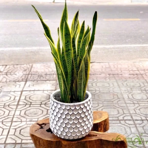 Chậu cảnh lưỡi hổ dễ trồng, dễ chăm sóc, thu hút sự mạnh mẽ, may mắn Chậu cảnh lưỡi hổ dễ trồng, dễ chăm sóc, thu hút sự mạnh mẽ, may mắn