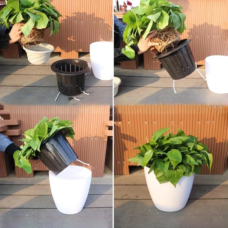 Phòng bệnh cho chậu cảnh trong nhà luôn khỏe mạnh Phòng bệnh cho chậu cảnh trong nhà luôn khỏe mạnh