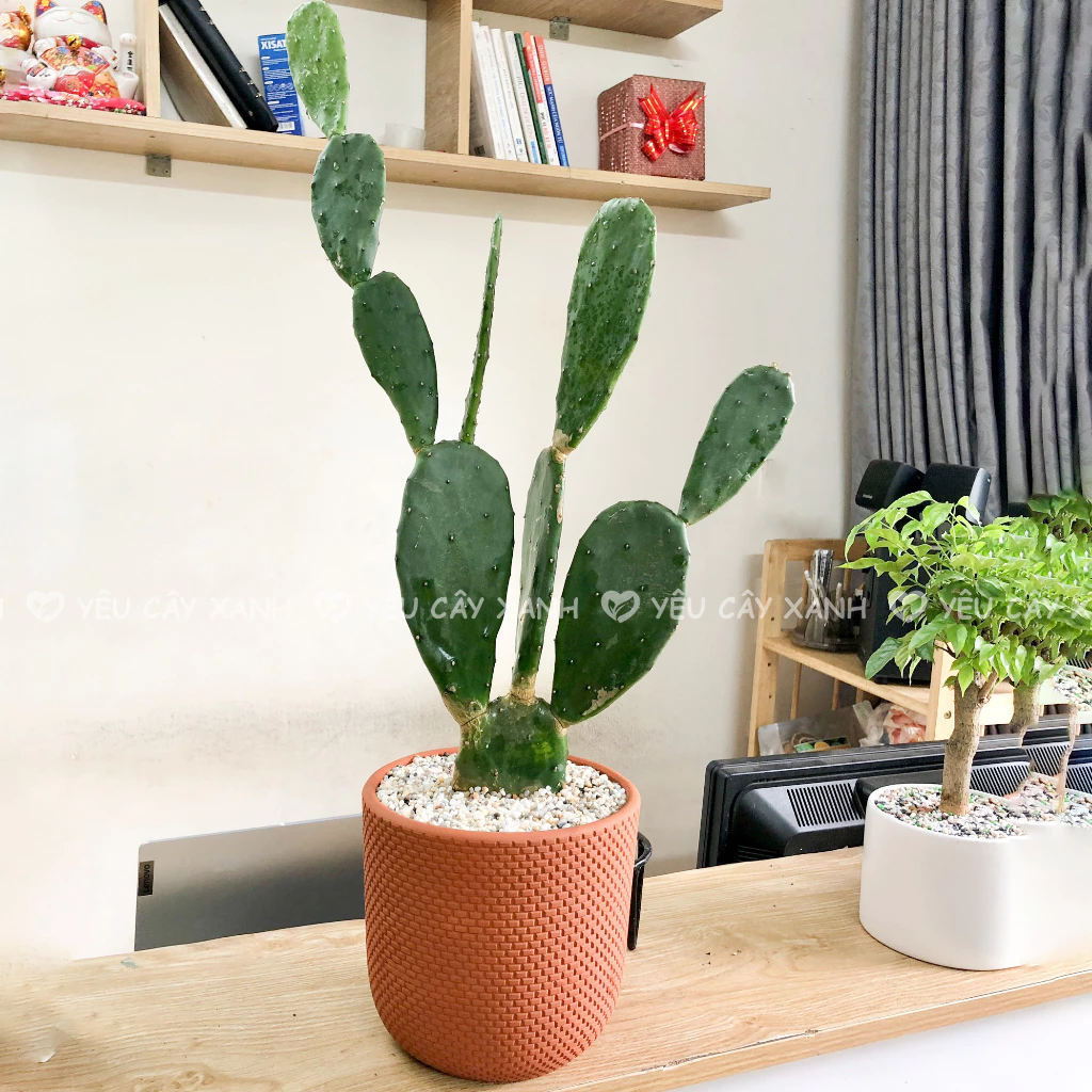 Chậu cây cảnh đẹp xương rồng, đặt đúng vị trí sẽ phát huy sức mạnh cho gia chủ Chậu cây cảnh đẹp xương rồng, đặt đúng vị trí sẽ phát huy sức mạnh cho gia chủ