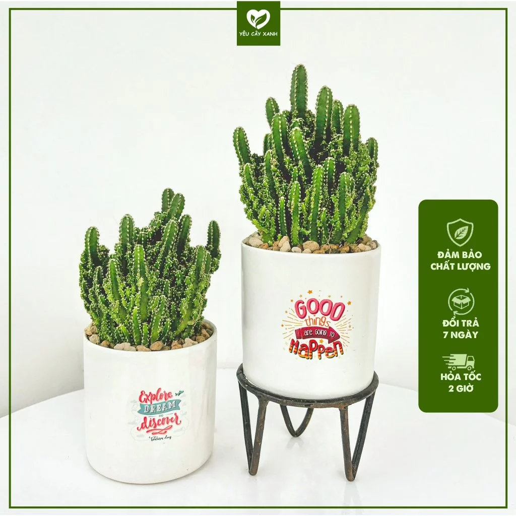 Chậu cây cảnh xương rồng nên đặt ở vị trí phù hợp phong thủy mới phát huy tác dụng tốt Chậu cây cảnh xương rồng nên đặt ở vị trí phù hợp phong thủy mới phát huy tác dụng tốt