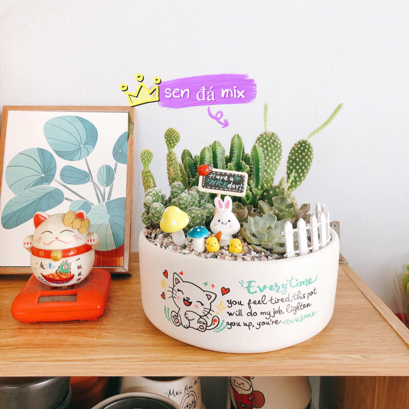 Chậu cây cảnh xương rồng mix này đặt ở ban công thì thật lãng mạn Chậu cây cảnh xương rồng mix này đặt ở ban công thì thật lãng mạn