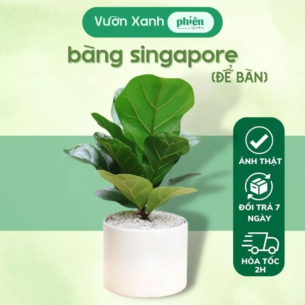 Chậu hoa đẹp để bàn làm việc, thêm cảm hứng sáng tạo. Biến Góc Làm Việc Thành "MÁY HÚT TIỀN" Với Chậu Cây Để Bàn Bàng Singapore Mini.