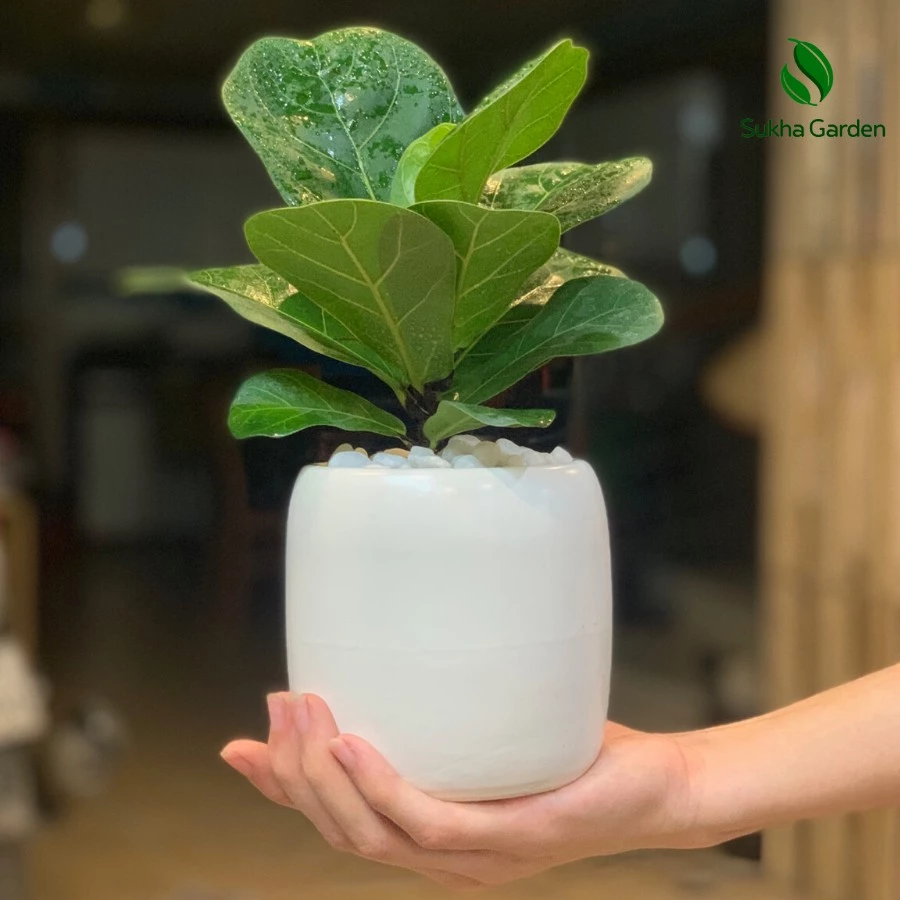 Hết Sạch STRESS Công Sở Chỉ Với Một Chậu Cây Để Bàn - Bạn Tin Không? Hết Sạch STRESS Công Sở Chỉ Với Một Chậu Cây Để Bàn - Bạn Tin Không?