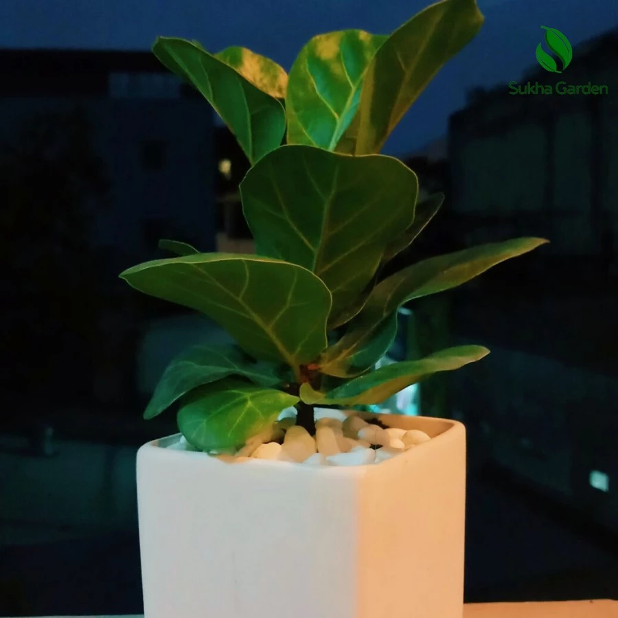 TIỀN VÀO NHƯ NƯỚC Với Chậu Cây Để Bàn Hợp Mệnh Này. TIỀN VÀO NHƯ NƯỚC Với Chậu Cây Để Bàn Hợp Mệnh Này.